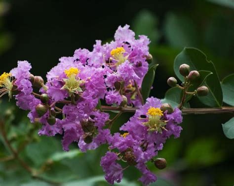 紫薇花種植|【紫薇花種植方法】紫薇花種植秘訣大公開！一招種出滿樹盛花，。